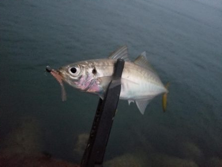 狙いはアジです!