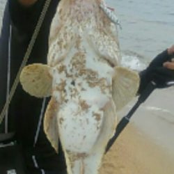 マゴチ64センチ