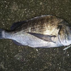 朝まずめシーバス泣チヌ笑