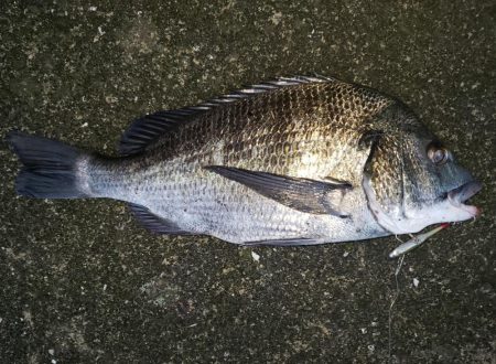 朝まずめシーバス泣チヌ笑