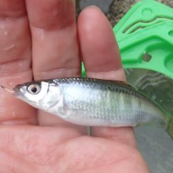 近所の水路で入れ食いを楽しむ(5)