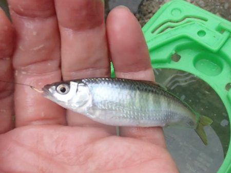 近所の水路で入れ食いを楽しむ(5)