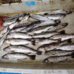 放流魚が多かったけど、、、