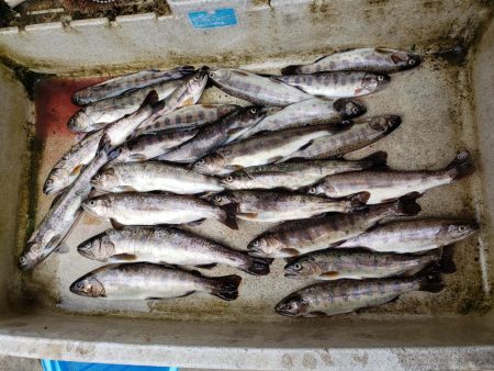 放流魚が多かったけど、、、