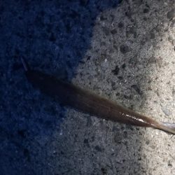 ダブルハンドルでないと引きずり込まれていた…