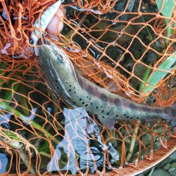 水位高く渓流にまわりました。