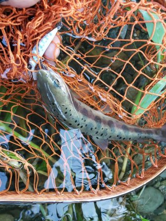 水位高く渓流にまわりました。