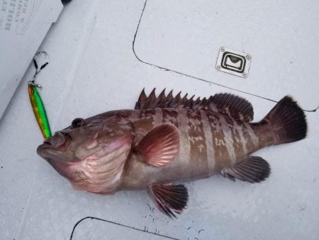 マリンホロボ周辺ジギング