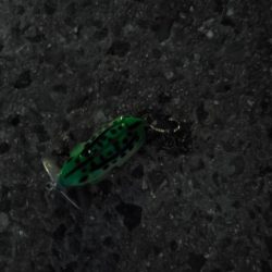 こんな状況なので近場で…