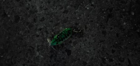 こんな状況なので近場で…