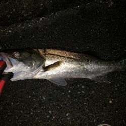 シーバスナイトゲーム