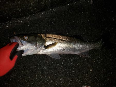 シーバスナイトゲーム