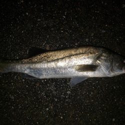 シーバスナイトゲーム