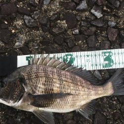 雨濁りのチニング