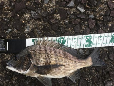 雨濁りのチニング