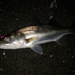 シーバスナイトゲーム