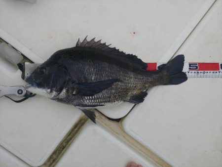 ボートクロダイ