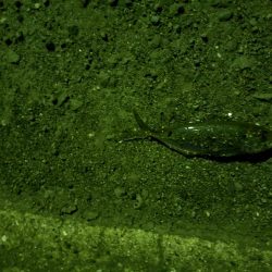 常夜灯カニ歩き戦法炸裂！