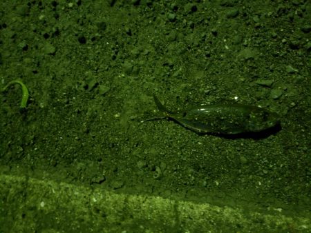 常夜灯カニ歩き戦法炸裂！