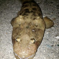 スズキさんが釣れない!