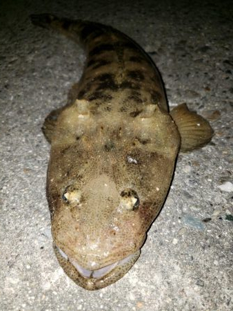 スズキさんが釣れない！