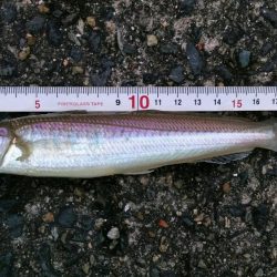 白杉でマダイとシロギス　ウミケムシ対策仕掛け