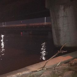 淀川のチニング