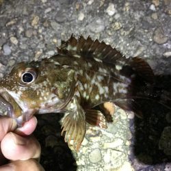 初めての根魚狙い