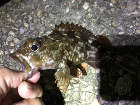 初めての根魚狙い