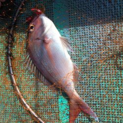 浅川沖でブリ祭り