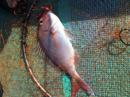 浅川沖でブリ祭り