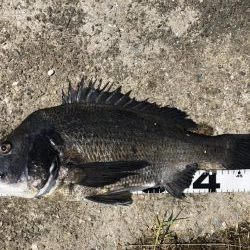 イチノ兄弟、釣果!