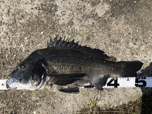 イチノ兄弟、釣果!