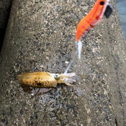 1年ぶりのエギング