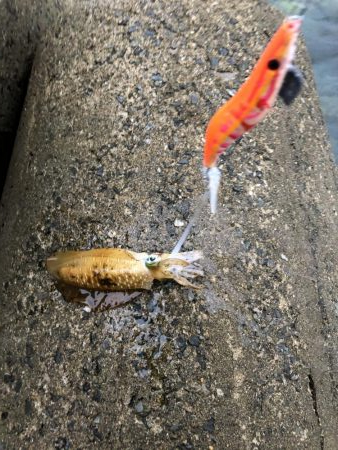 1年ぶりのエギング