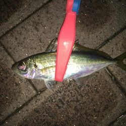 アジやメバルの舞踊り