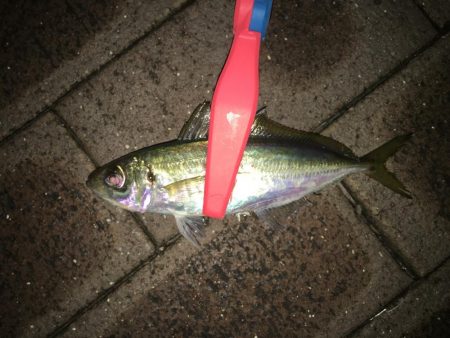 アジやメバルの舞踊り