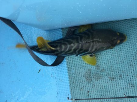 キス釣りその他もろもろ