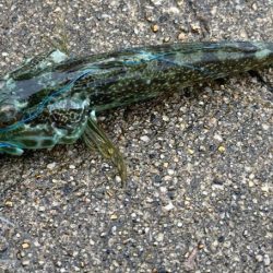 デイショアジギング