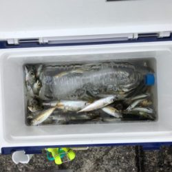 豆アジ時速40匹