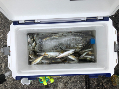 豆アジ時速40匹