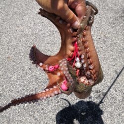 オクトパッシング終盤戦