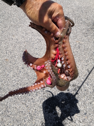 オクトパッシング終盤戦