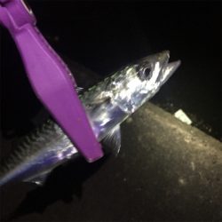 大阪湾奥アジング