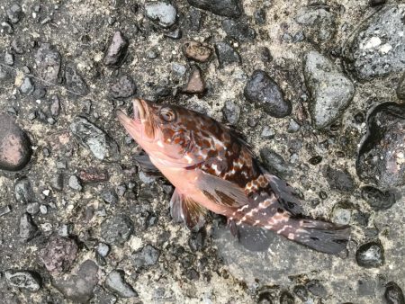 雨上がりの漁港はにぎやか