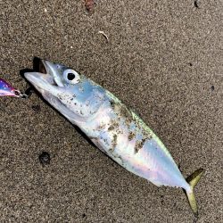 久しぶりの吹上浜