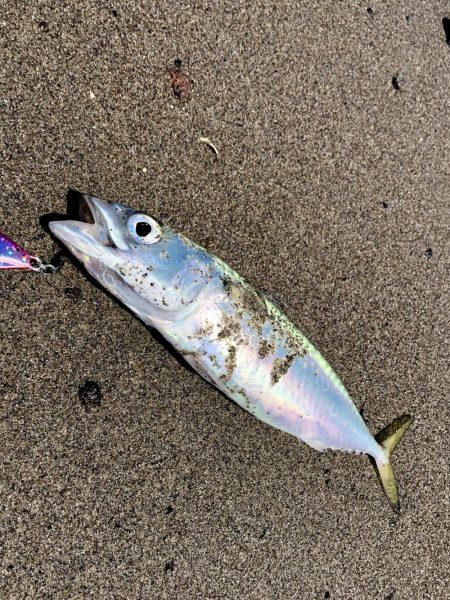 久しぶりの吹上浜