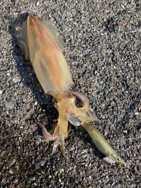 アオリの名残り