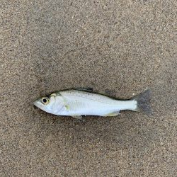 雨の合間にちょっと釣りしたら・・・