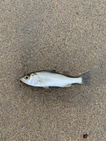 雨の合間にちょっと釣りしたら・・・